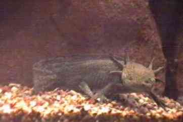 axolotl.jpg